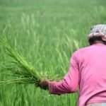 Hormuz Disruption Is Now Reaching Farm Fields, UN Agency Warns