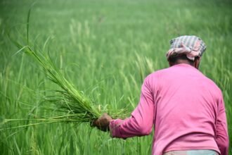 Hormuz Disruption Is Now Reaching Farm Fields, UN Agency Warns